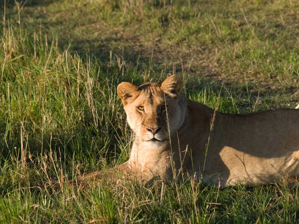 辛巴镇的Masai Mara — 图库照片