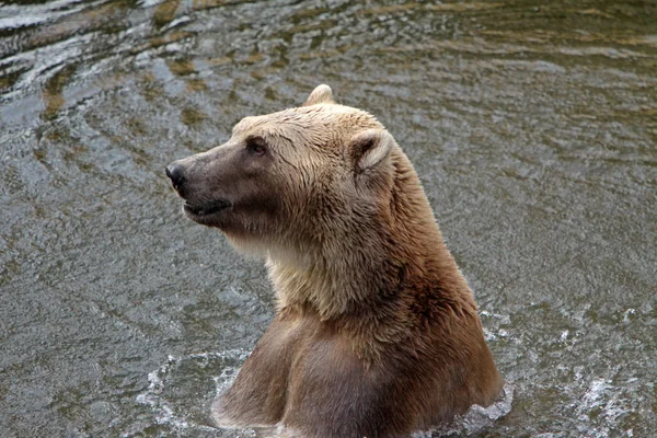 茶色のクマの動物 グリズリー — ストック写真