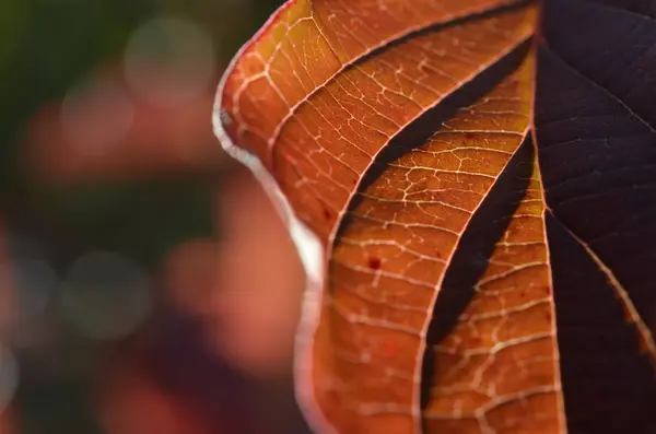 Foglia Autunnale Fogliame Della Stagione Autunnale — Foto Stock