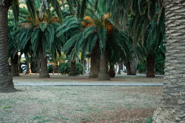 Paren Met Mooie Palmbomen — Stockfoto