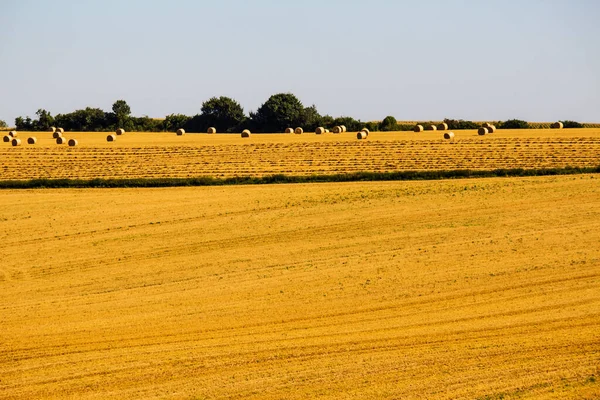 Weizenfeld Auf Dem Land Nutzpflanzen Auf Dem Feld — Stockfoto