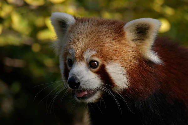 Kırmızı Panda Ailurus Fulgens — Stok fotoğraf