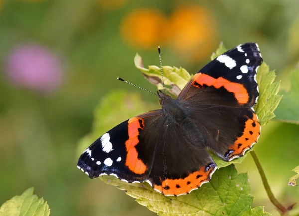 Mariposa Exótica Con Alas Insecto — Foto de Stock