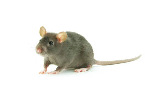 Grappige Rat Geïsoleerd Witte Achtergrond — Stockfoto