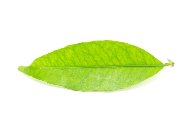 Zielony Liść Izolowany Białym — Zdjęcie stockowe