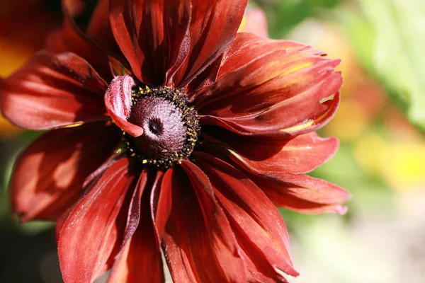 Καλοκαιρινό Λουλούδι Βοτανική Και Χλωρίδα — Φωτογραφία Αρχείου