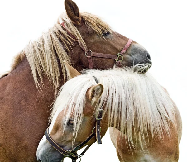 Dva Zamilovaní Koně — Stock fotografie