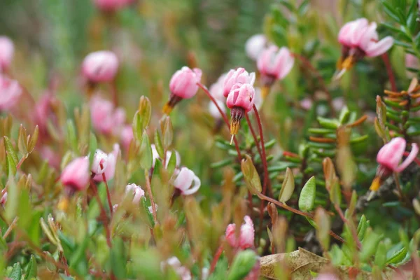 Yaygın Kızılcık Çiçekleri Aşılanmış Oksikodon Ericaceae — Stok fotoğraf