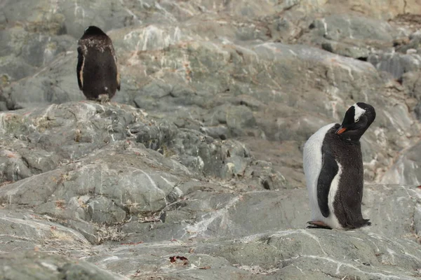 Pinguini Asino Antartide Mondo Animale — Foto Stock