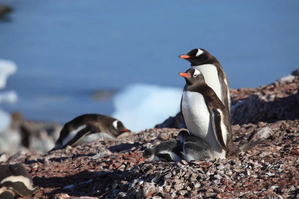 Gentoo Tučňáci Přírodní Fauna — Stock fotografie