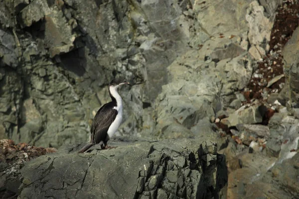 Vista Panorámica Hermoso Pájaro Cormorán Naturaleza —  Fotos de Stock