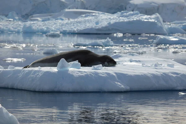 Seal Marine Mammal Animal — Stock Photo, Image