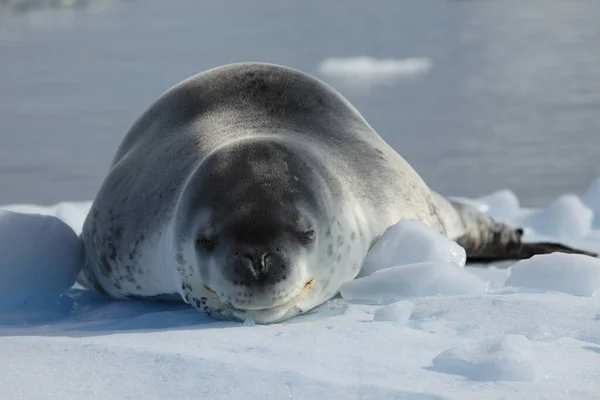 Phoque Ours Polaire Dans Neige — Photo