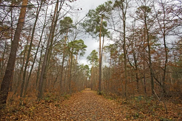 Verlassene Allee Wald Herbst — Stockfoto