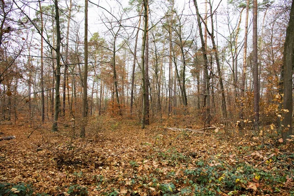 Vicolo Abbandonato Nella Foresta Autunno — Foto Stock