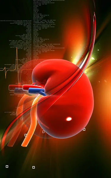 Digitale Darstellung Der Niere Farbigen Hintergrund — Stockfoto