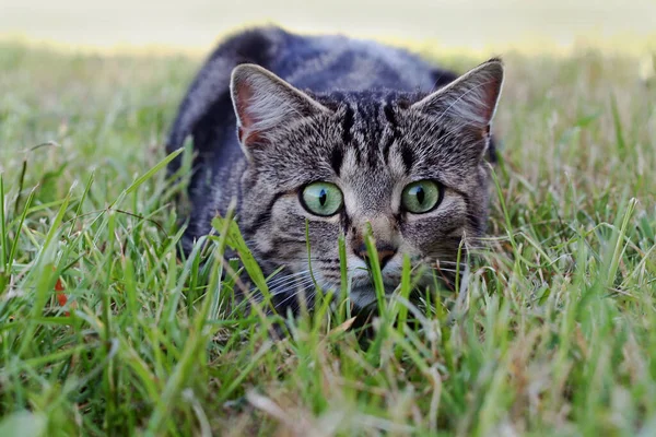 Katt Som Ligger Och Väntar — Stockfoto