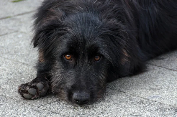 Cão Triste Deitado Chão — Fotografia de Stock