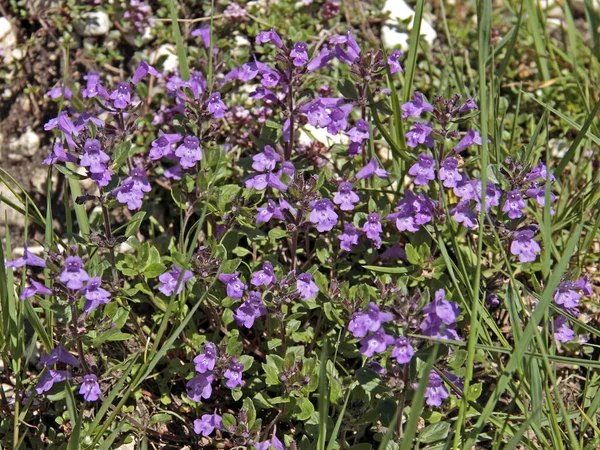 Blüte Blumen Blumigen Hintergrund — Stockfoto