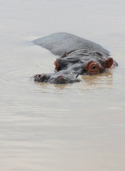 Hippopotame Hippopotame Faune Naturelle — Photo