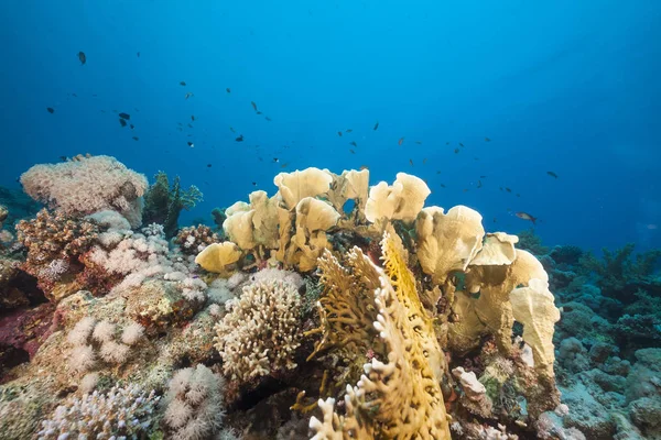 Kızıl Deniz Balık Tropikal Resif — Stok fotoğraf