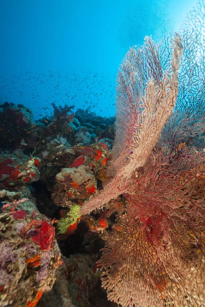 Sea fan and tropical reef in the Red Sea