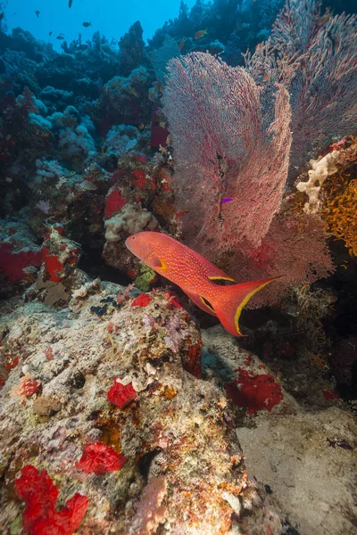 Peixes Recifes Tropicais Mar Vermelho — Fotografia de Stock