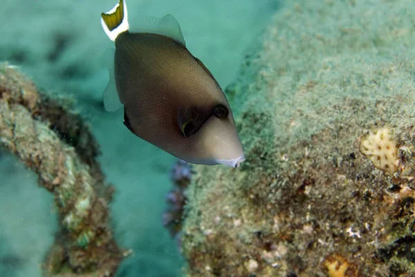 Bluethroat Triggerfish Red Sea — Stock Photo, Image
