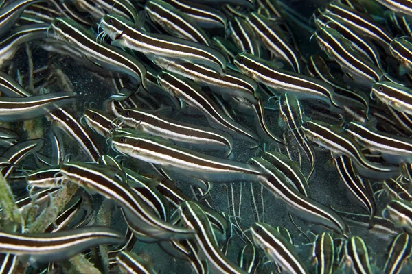 줄무늬 뱀장어 — 스톡 사진