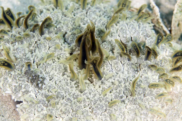 Перевернутая Медуза Красном Море — стоковое фото