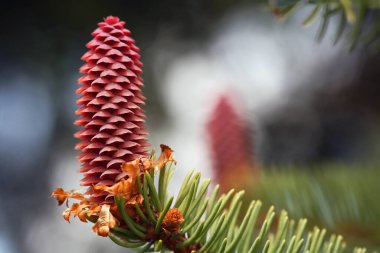 the flowering of a spruce clipart