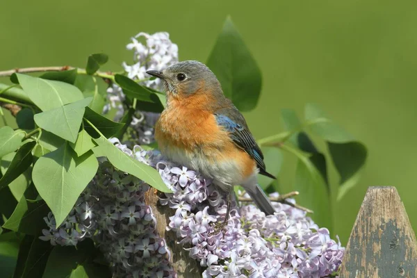 Female Eastern Bluebird Sialia Sialis Fence Lilac Flowers — Stock Photo, Image