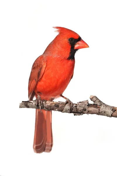 Nördlicher Kardinal Cardinalis Auf Einem Zweig Isoliert Auf Weißem Hintergrund — Stockfoto