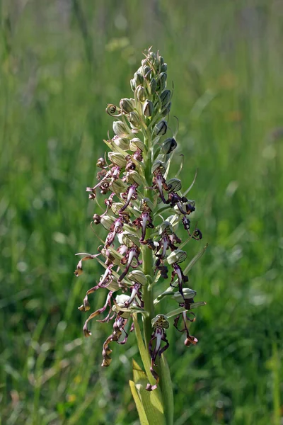 White Wild Himantoglossum Hircinum Flower — Stock Photo, Image