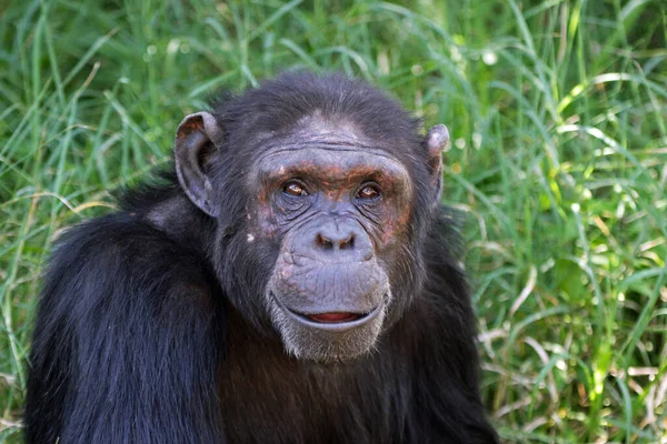 Chimpanzé Reserva Pejeta — Fotografia de Stock