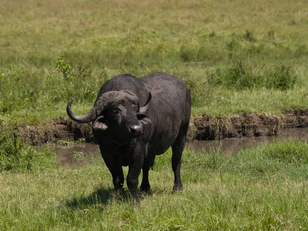 Landschappelijk Uitzicht Fauna Flora Van Savannah — Stockfoto