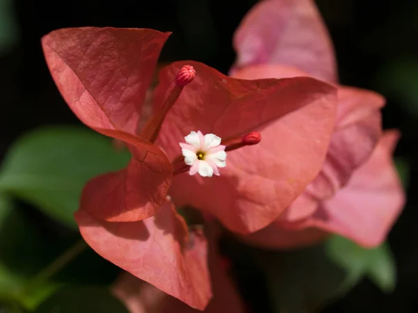 Fioritura Fiori Floreale Sfondo — Foto Stock