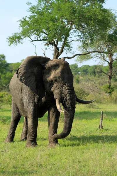 Animal Elefante Animal Africano — Fotografia de Stock