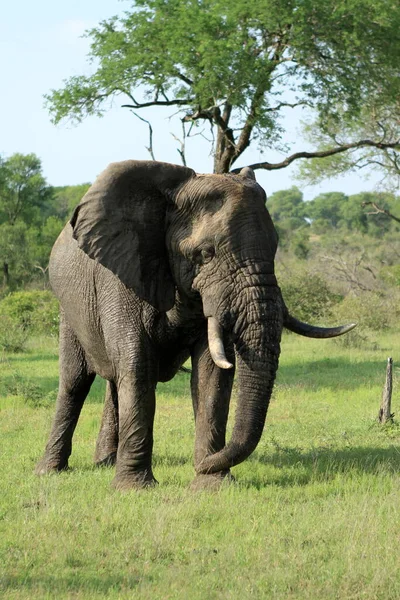 Animal Elefante Animal Africano — Fotografia de Stock