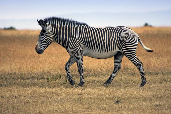 Africano Preto Branco Zebra Animal — Fotografia de Stock