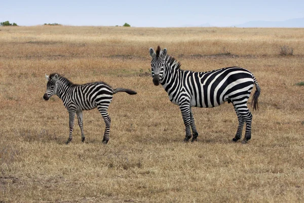 Schwarze Und Weiße Zebras Tiere Flora Und Fauna — Stockfoto