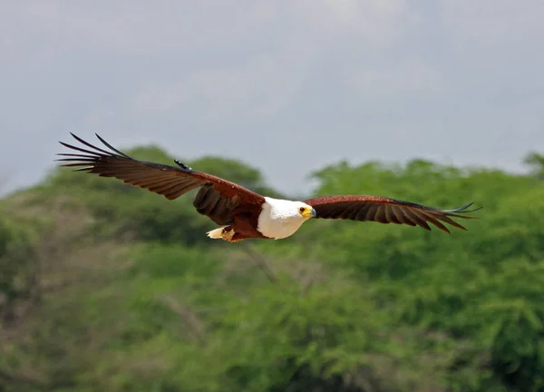 Scenic View Beautiful Bird Nature — Stock Photo, Image