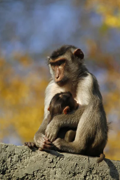 生猪的猴子妈妈带着孩子 — 图库照片