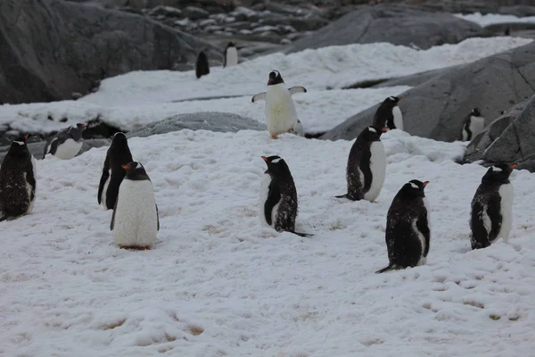 Gentoo Pinguïns Antarctica — Stockfoto