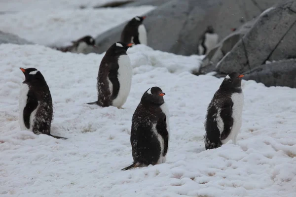 Генуезькі Пінгвіни Фауна Природи — стокове фото