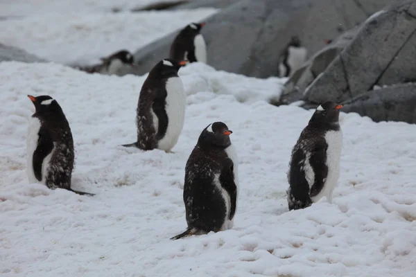 Gentoo Penguins Nature Fauna — 图库照片