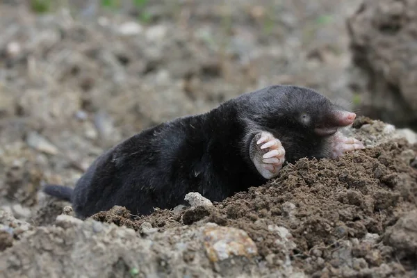 Närbild Bugg Naturen — Stockfoto