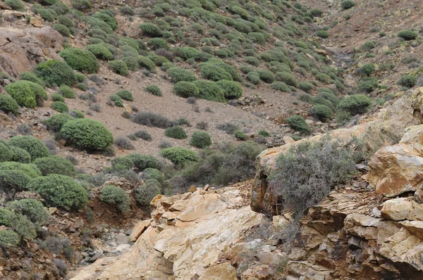 Vedute Della Fuerteventura — Foto Stock