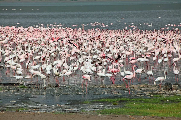 Фламинго Озере Богория — стоковое фото