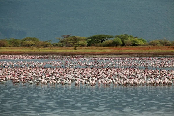 Flamingos Lake Bogoria — Stock Photo, Image